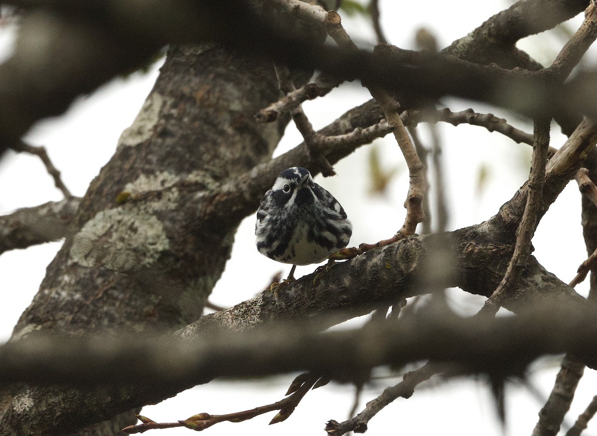 Black-and-white Warbler - ML618457028