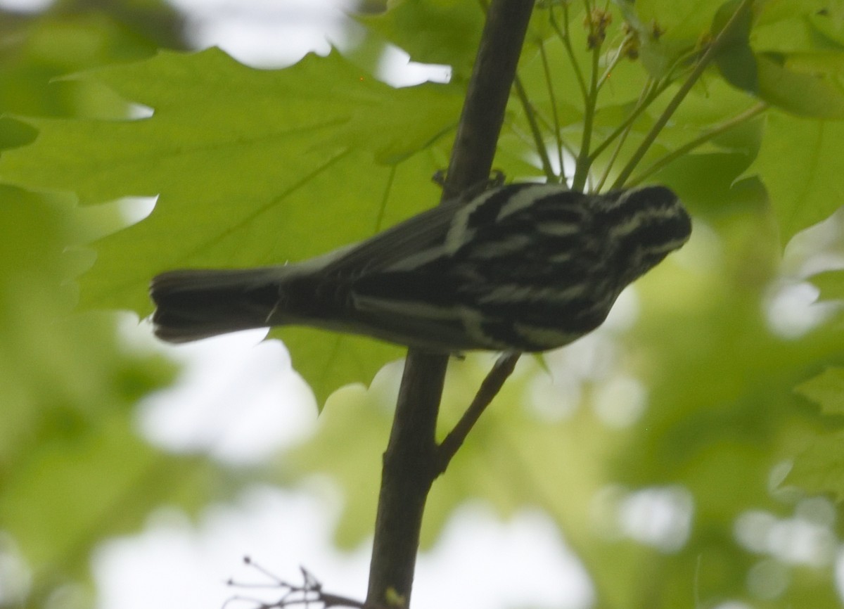 Black-and-white Warbler - ML618457079