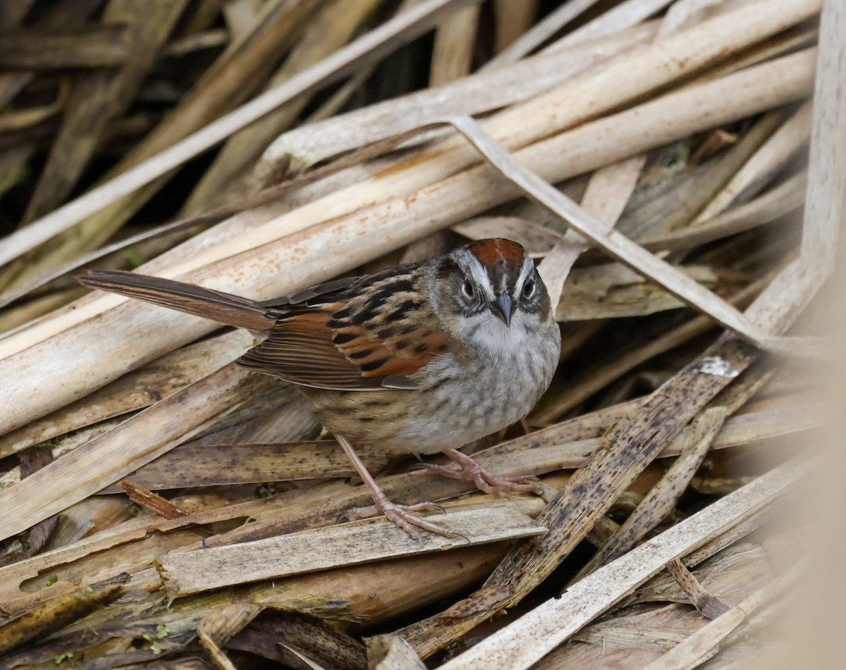 Swamp Sparrow - ML618457101
