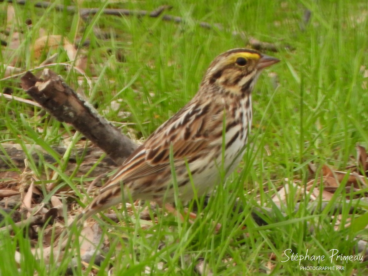 Savannah Sparrow - ML618457107