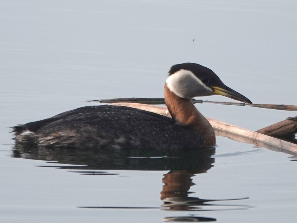 Red-necked Grebe - ML618457127