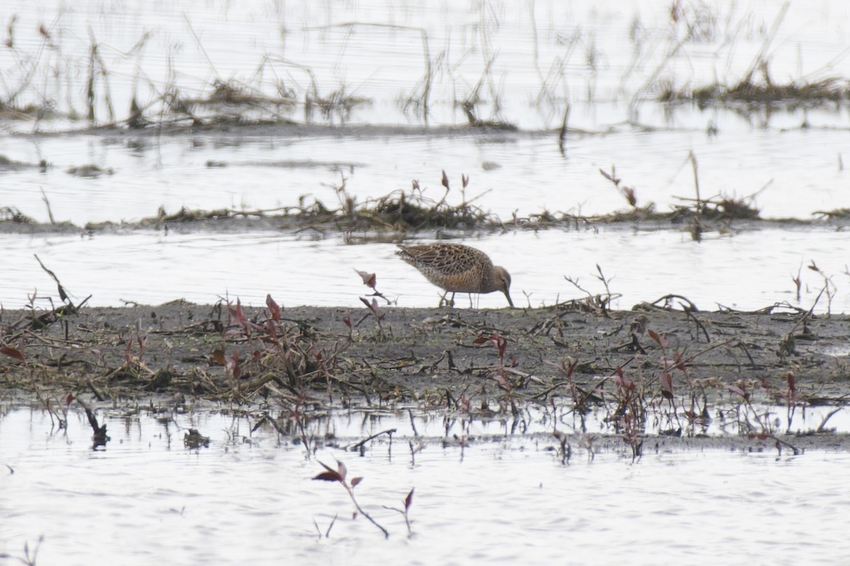 Long-billed Dowitcher - ML618457137