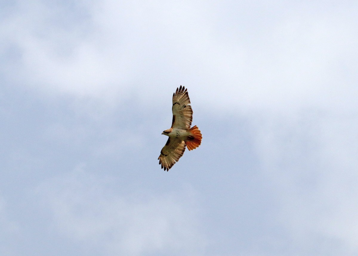 Red-tailed Hawk - ML618457151