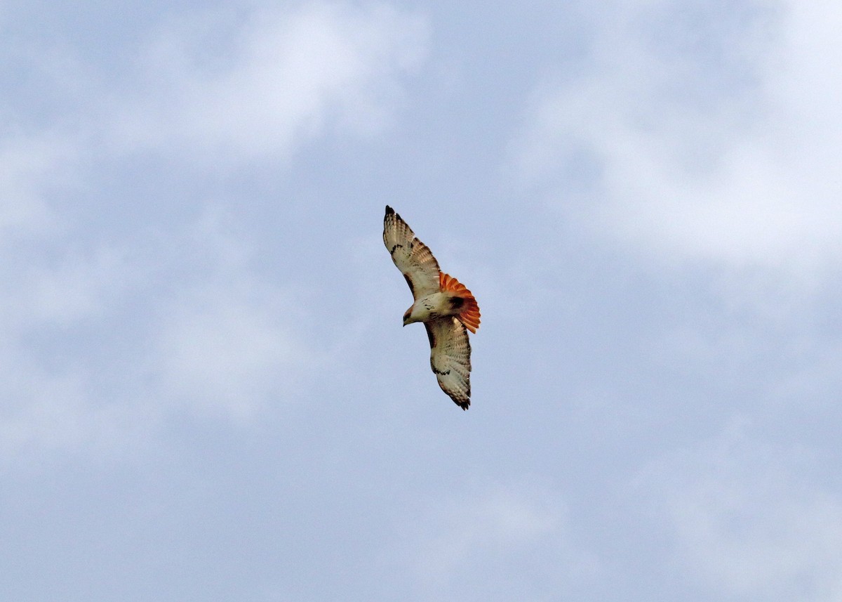 Red-tailed Hawk - ML618457152