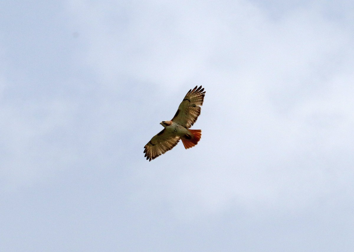 Red-tailed Hawk - ML618457153