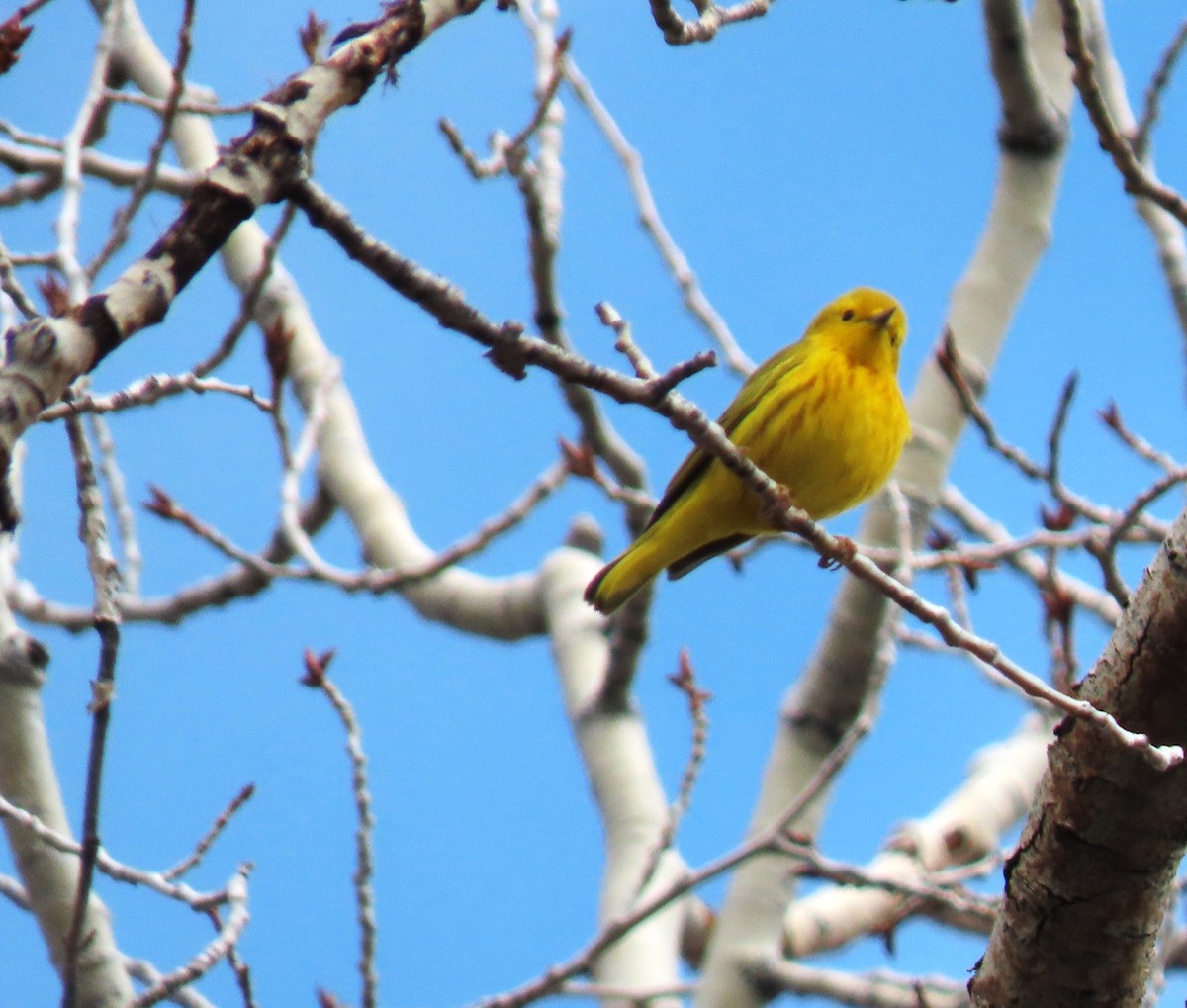 Yellow Warbler - Sandy Beranich