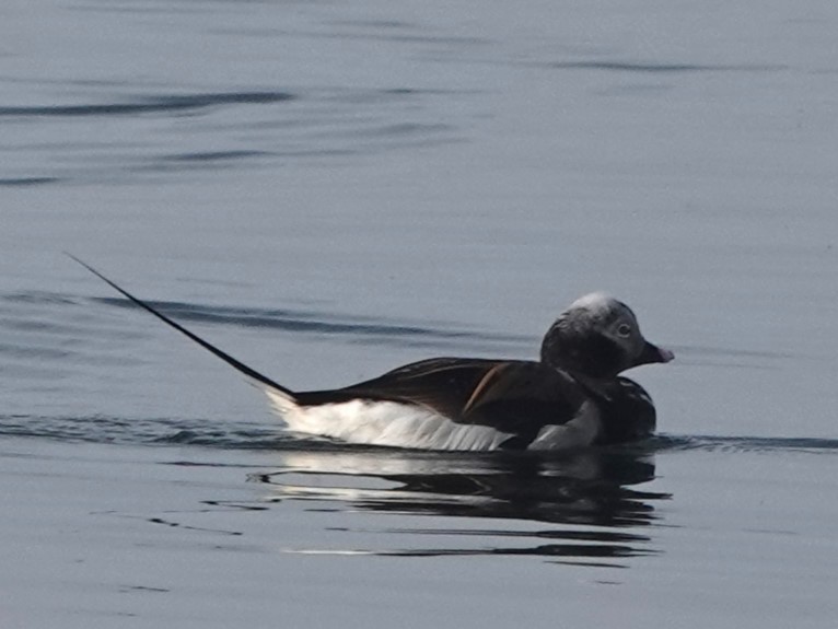Long-tailed Duck - ML618457187