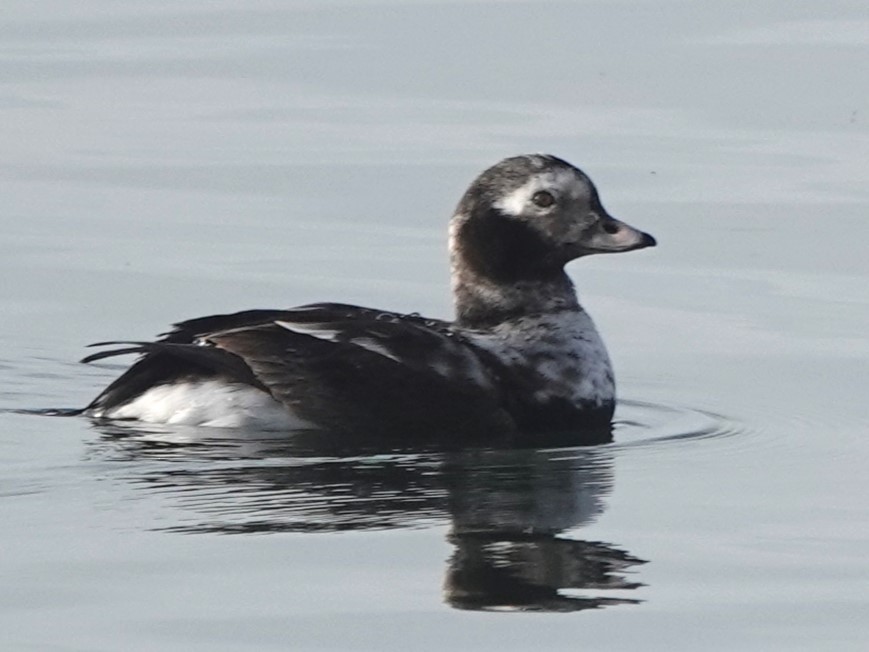 Long-tailed Duck - ML618457188
