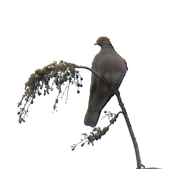 Band-tailed Pigeon - ML618457189