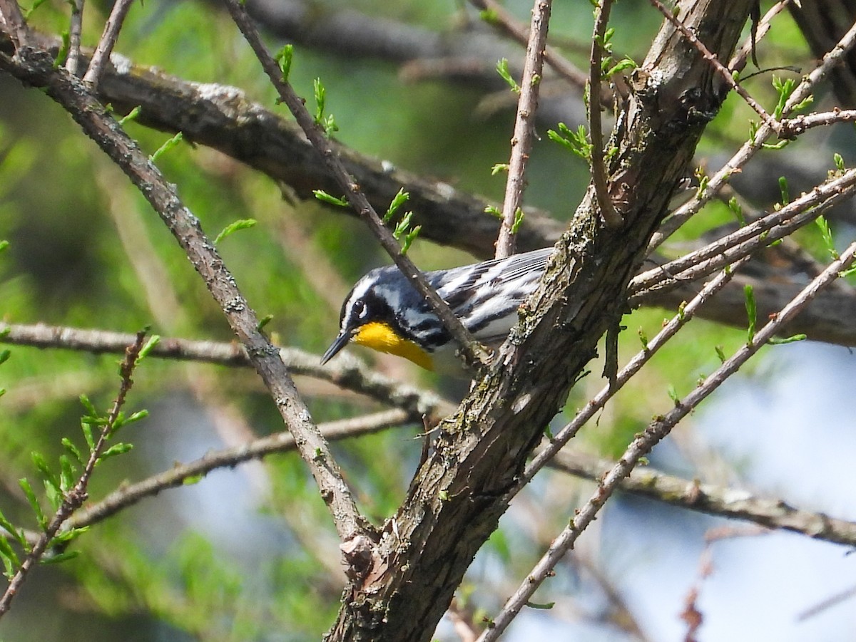 Yellow-throated Warbler - ML618457252