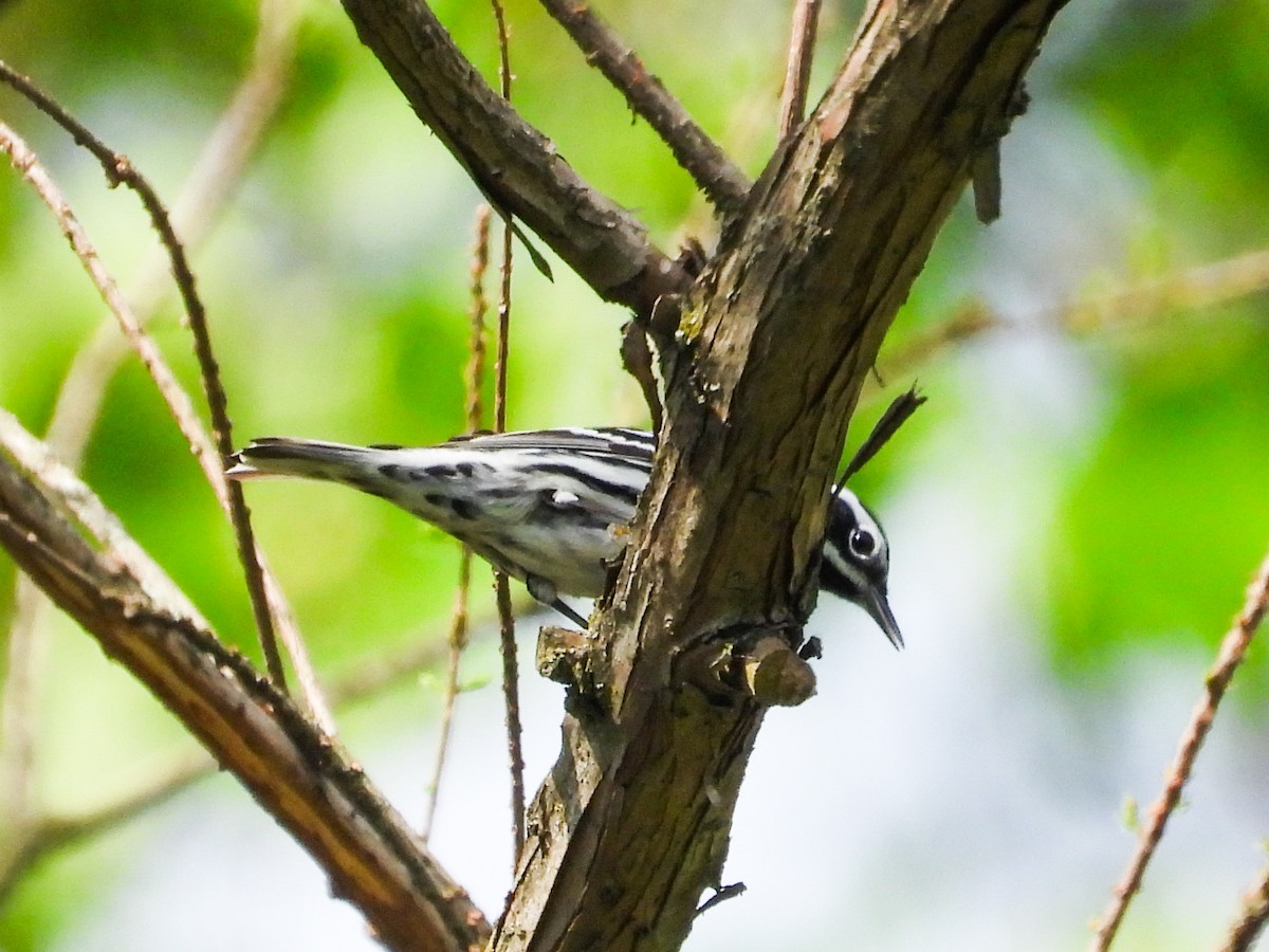 Black-and-white Warbler - ML618457275