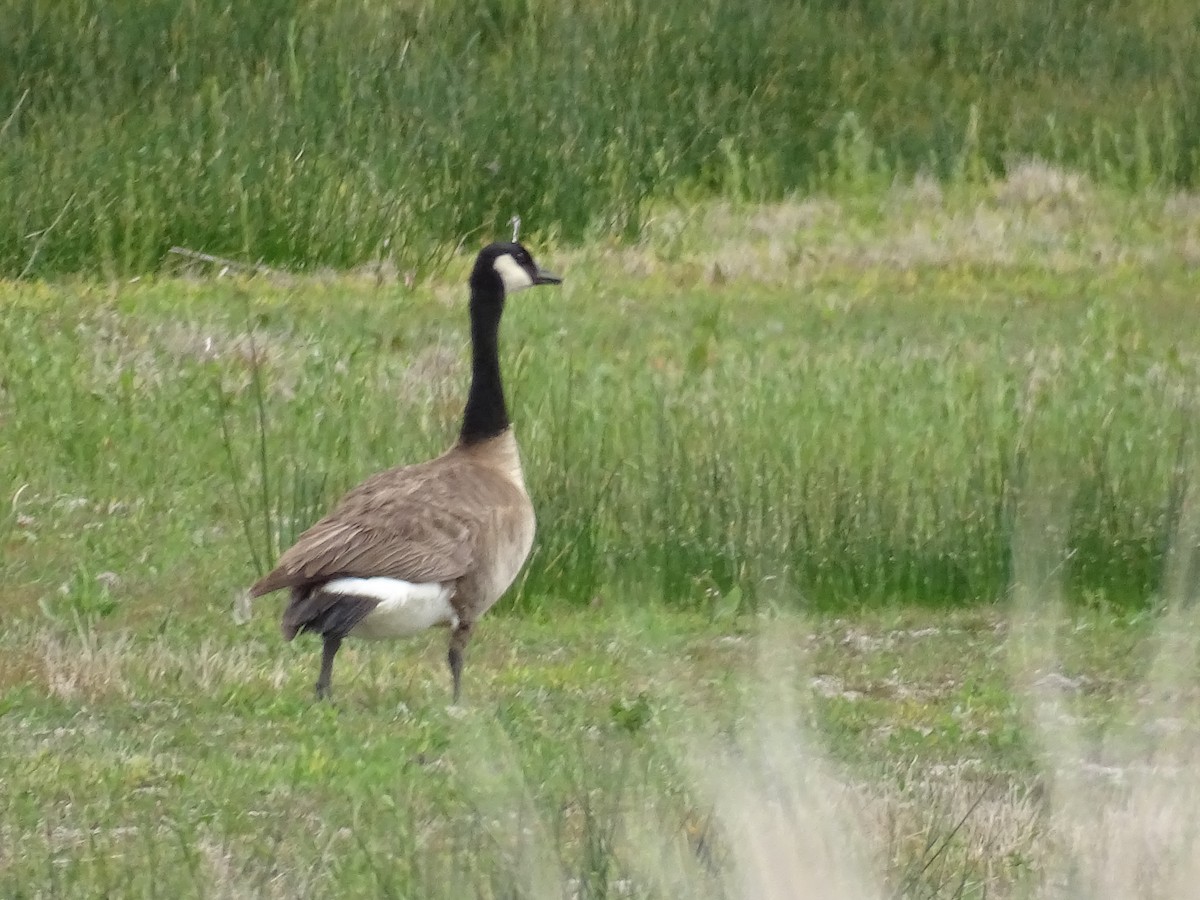 Canada Goose - Teri Ligon