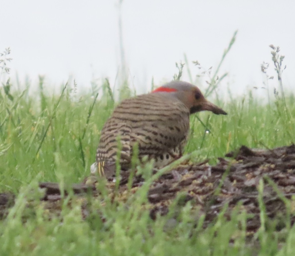 Northern Flicker (Yellow-shafted) - ML618457331