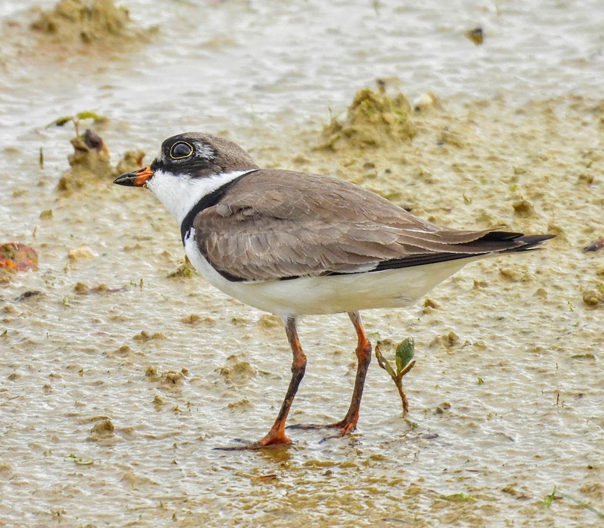 Semipalmated Plover - ML618457334