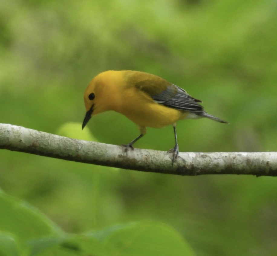 Prothonotary Warbler - Mia Burroughs