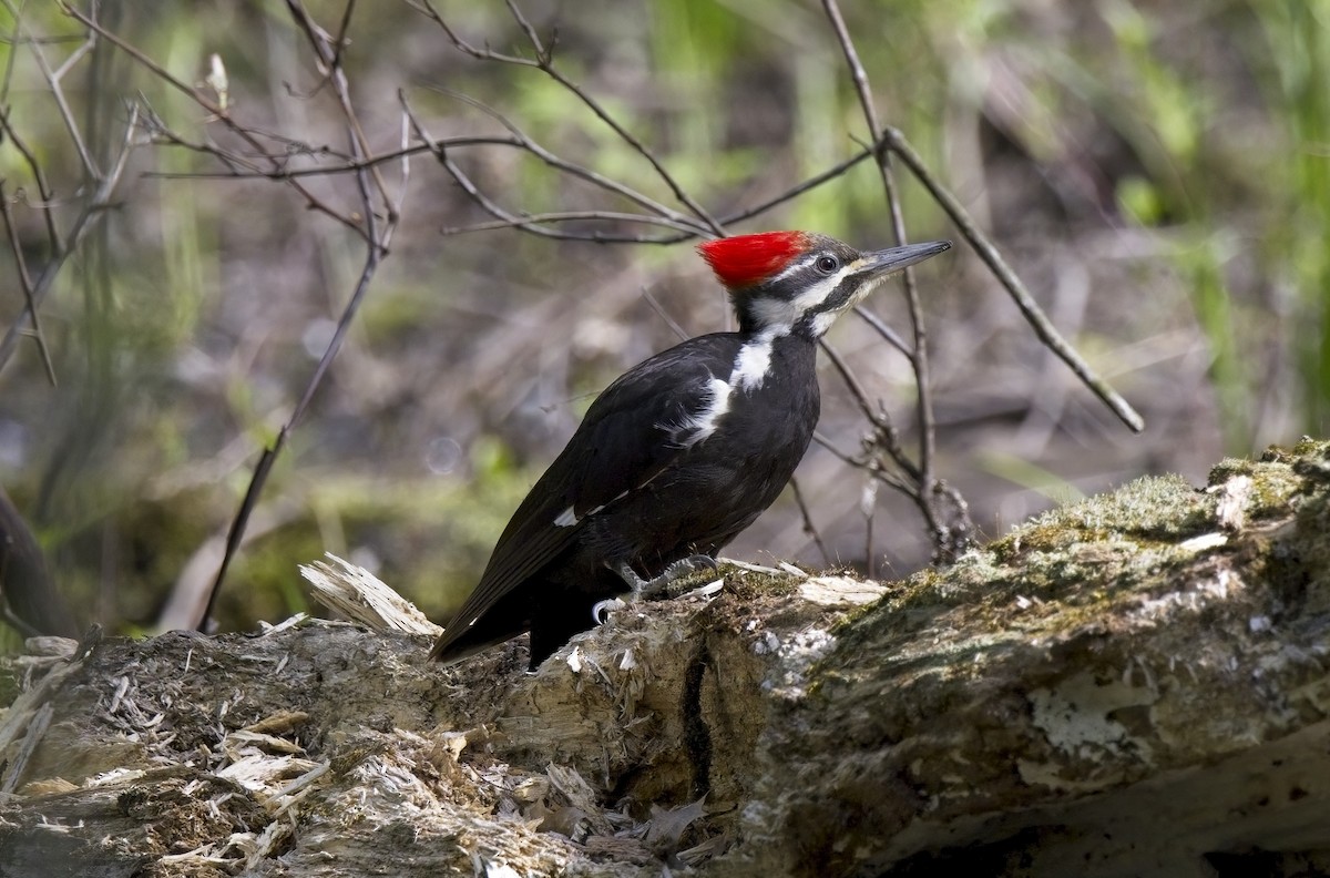 Pileated Woodpecker - ML618457430