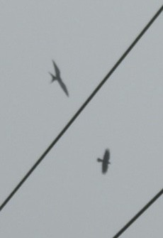 Swallow-tailed Kite - Mia Burroughs