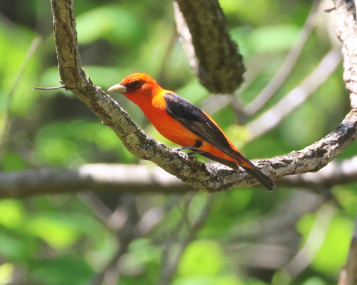 Scarlet Tanager - ML618457549