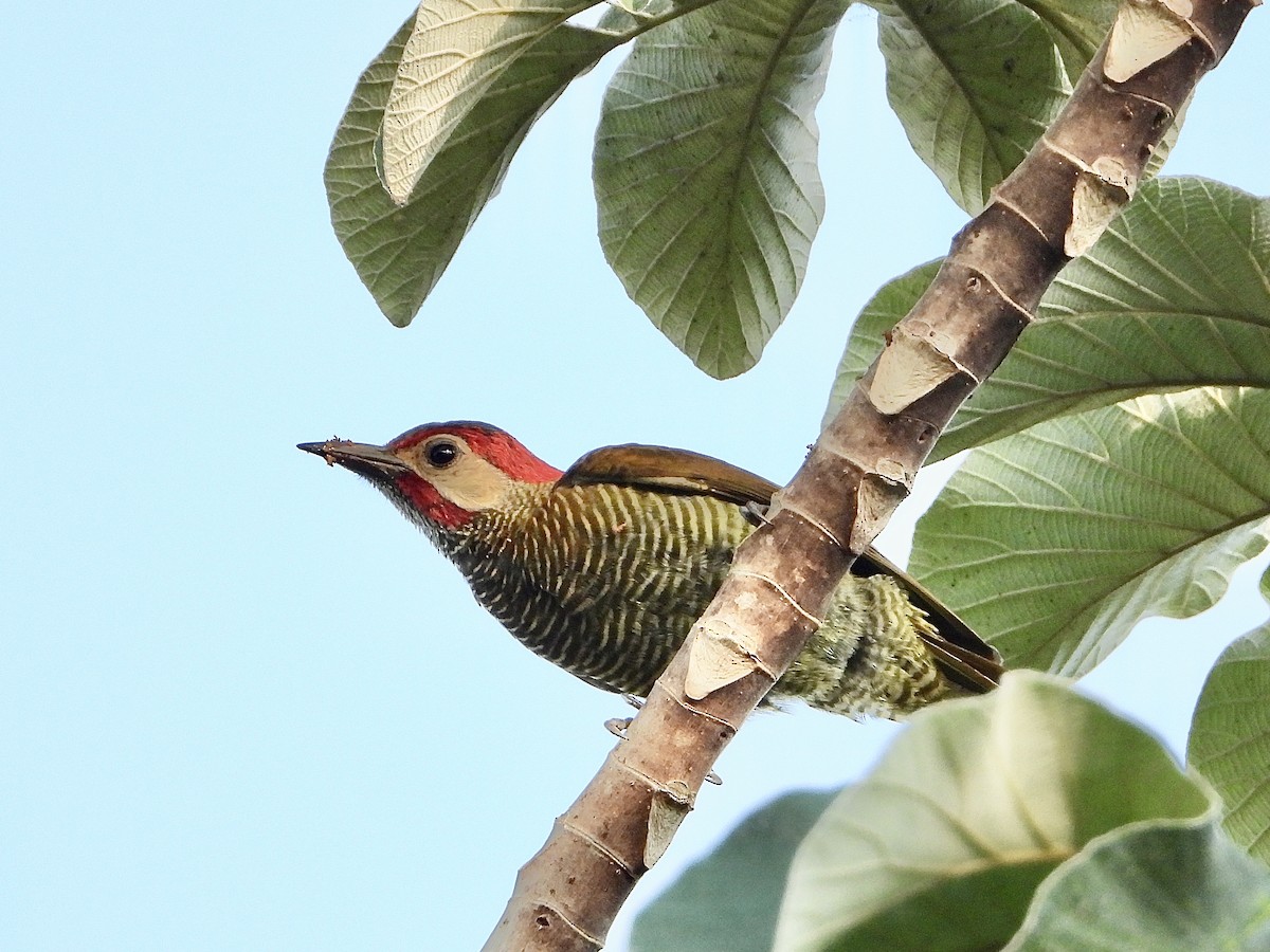 Golden-olive Woodpecker (Golden-olive) - ML618457614
