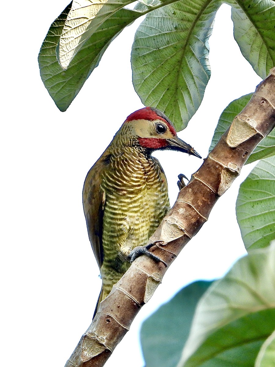 Golden-olive Woodpecker (Golden-olive) - ML618457615