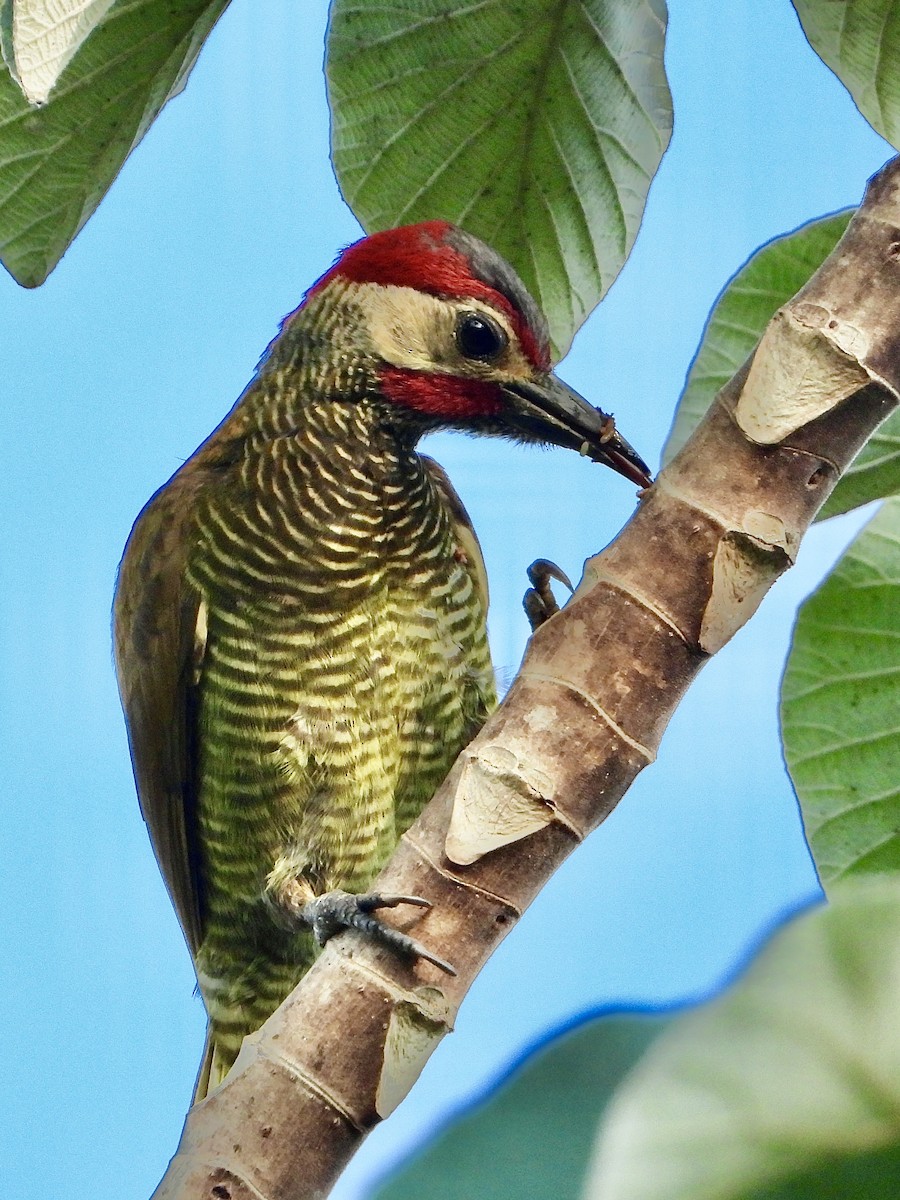 Golden-olive Woodpecker (Golden-olive) - ML618457616