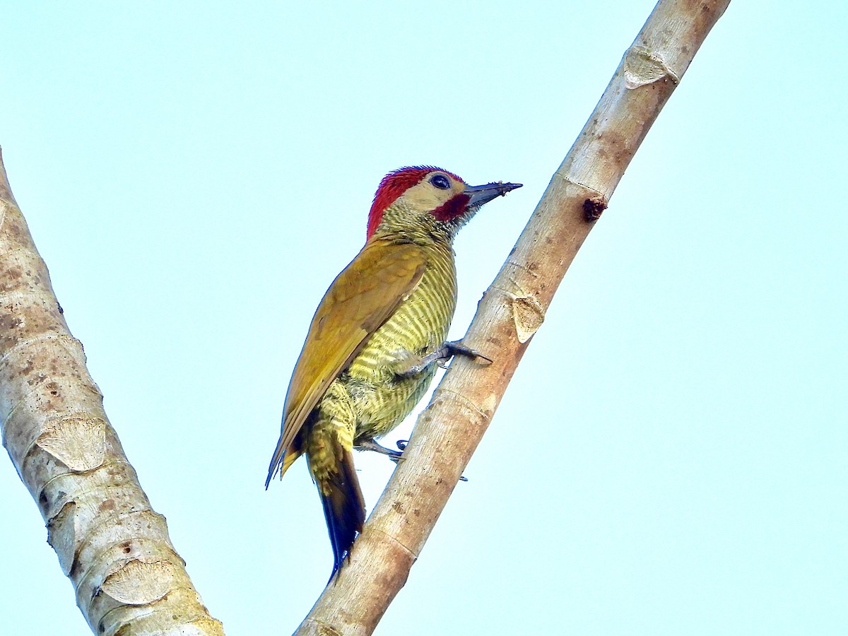Golden-olive Woodpecker (Golden-olive) - ML618457617