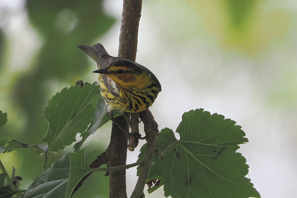 Cape May Warbler - ML618457662