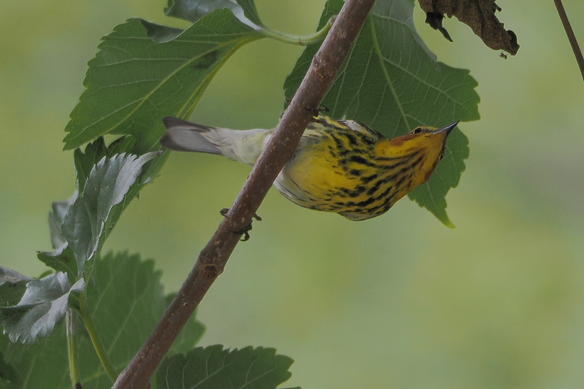 Cape May Warbler - ML618457663