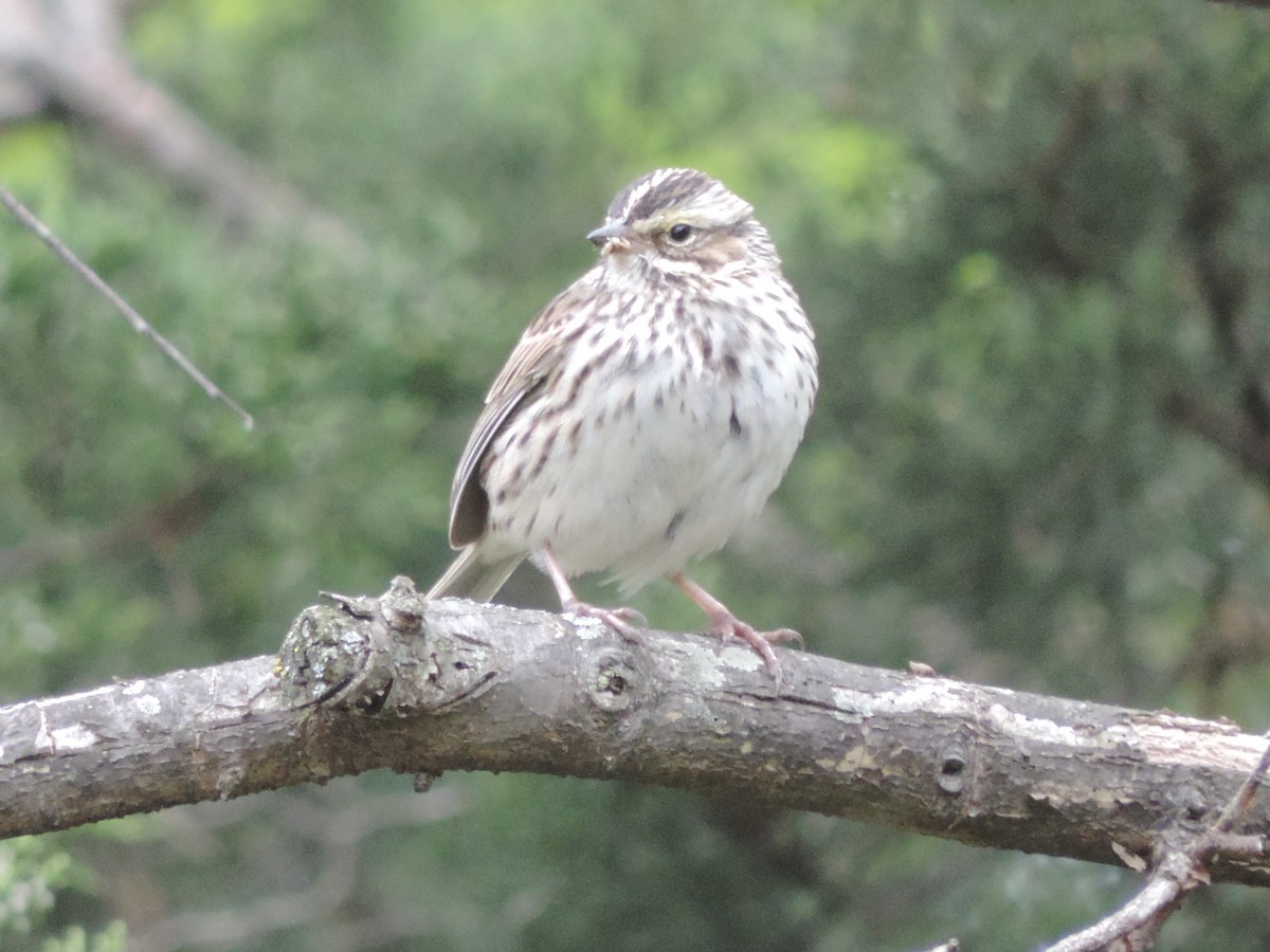 Savannah Sparrow - ML618457670