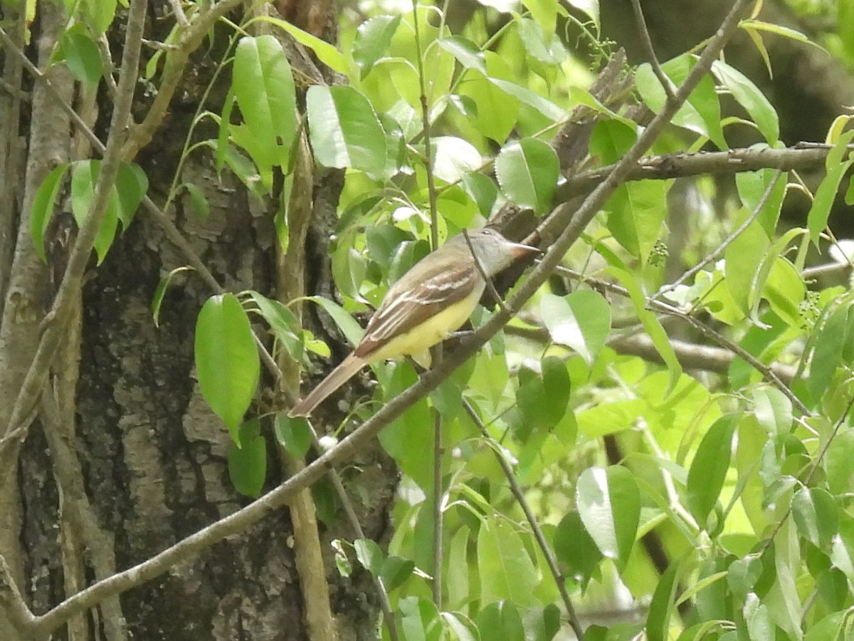 Great Crested Flycatcher - ML618457755