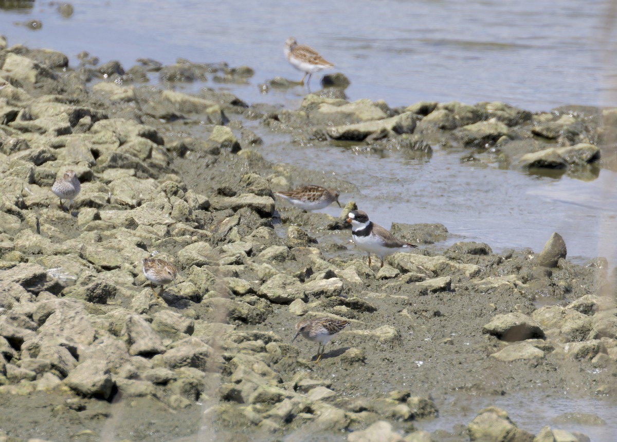 Semipalmated Plover - ML618457783