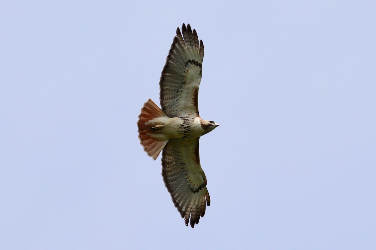 Red-tailed Hawk - ML618457854