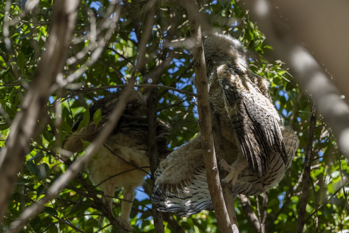 Great Horned Owl - ML618457910