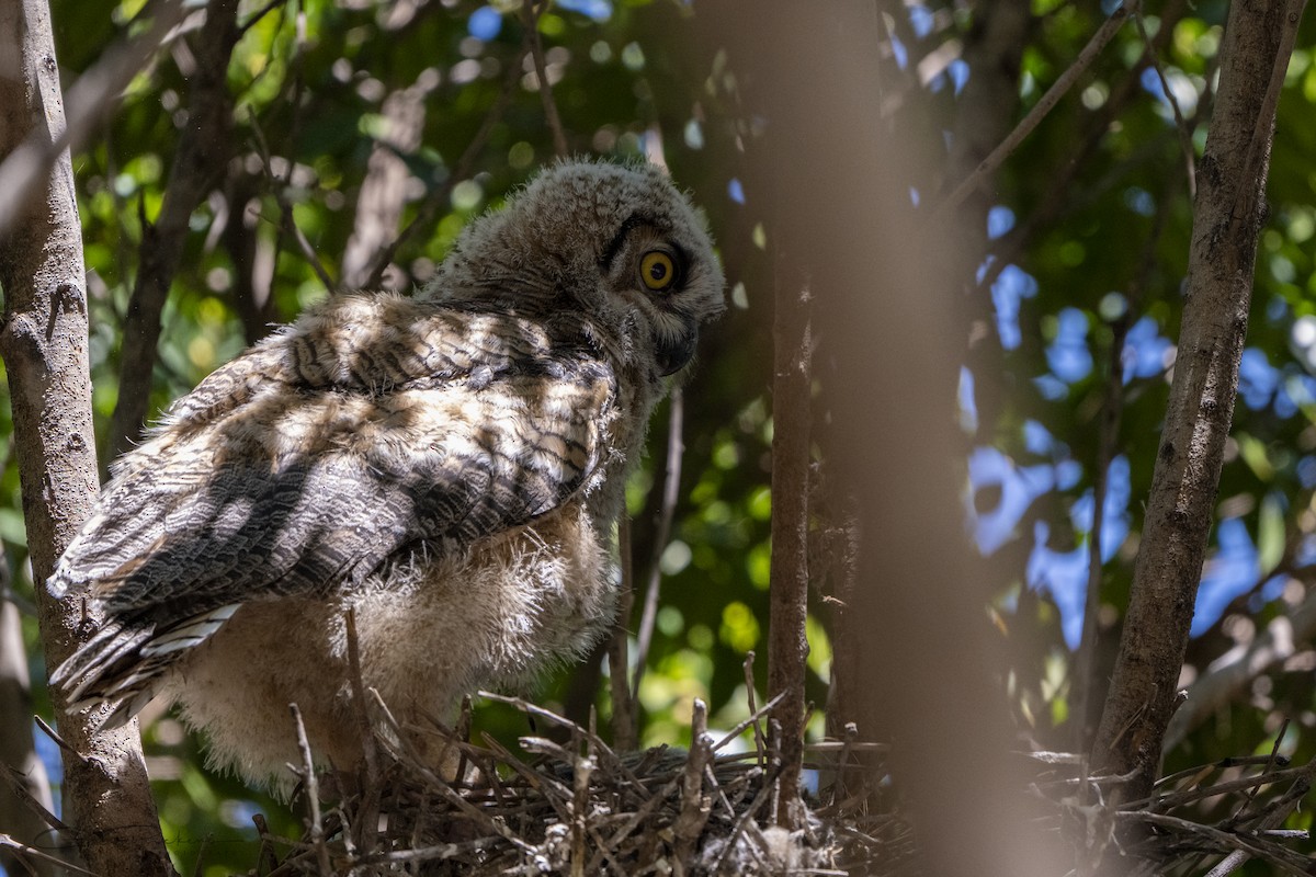 Great Horned Owl - ML618457912
