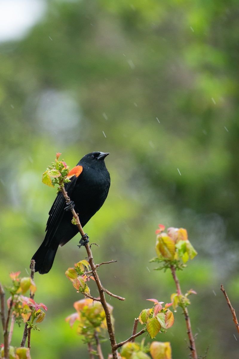 Red-winged Blackbird - Jimmy Dhillon