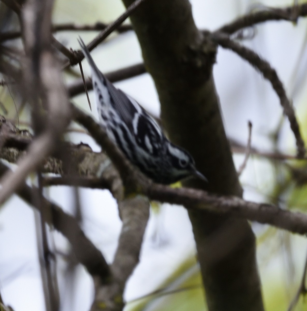 Black-and-white Warbler - ML618457952