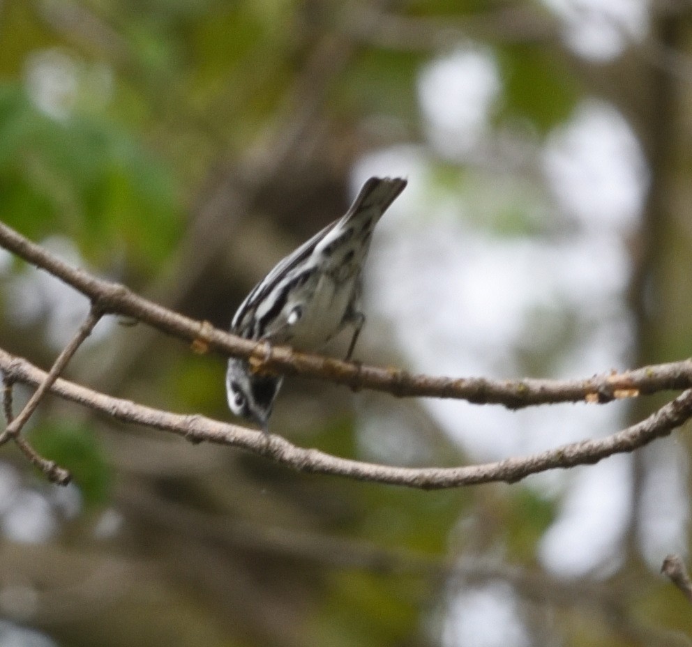 Black-and-white Warbler - ML618457953