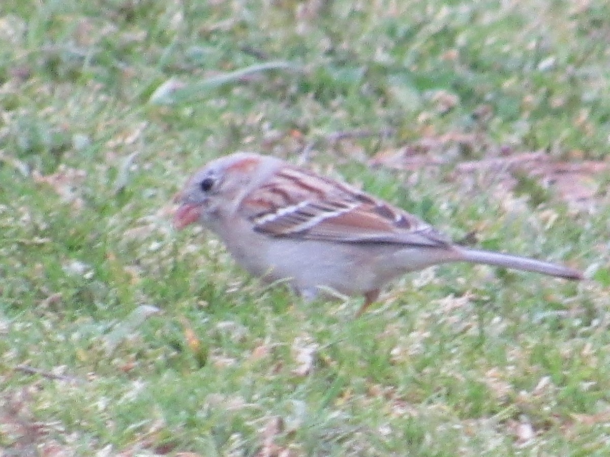 Field Sparrow - ML618457995