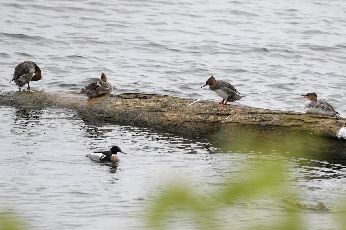 eBird Checklist - 4 May 2024 - Beechwood SP, Sodus - 68 species