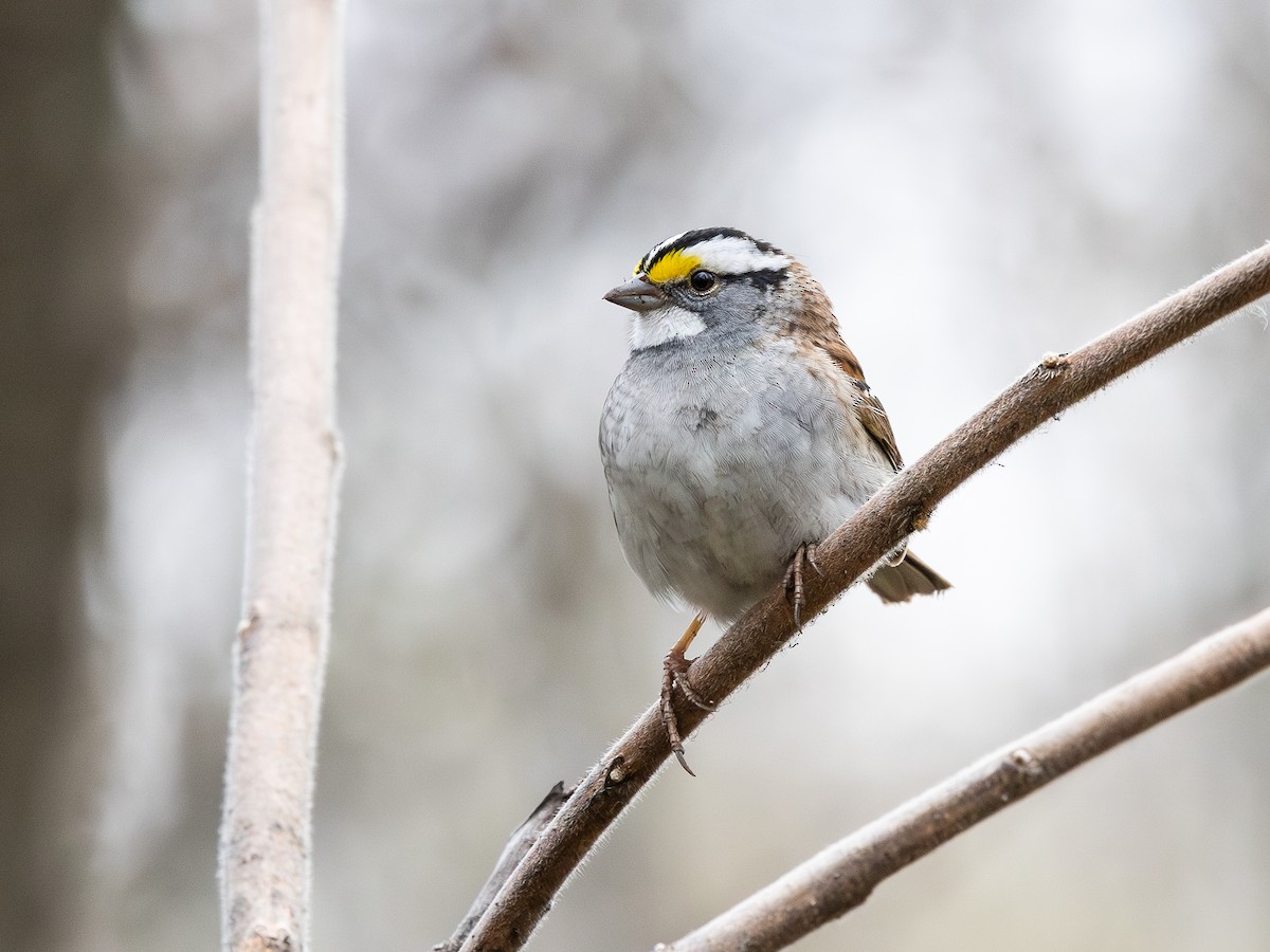 White-throated Sparrow - ML618458028