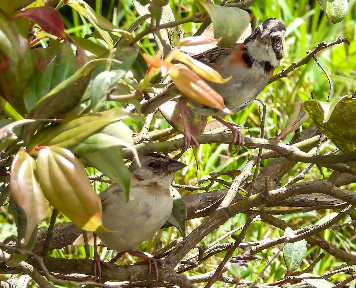 Rufous-collared Sparrow - ML618458049