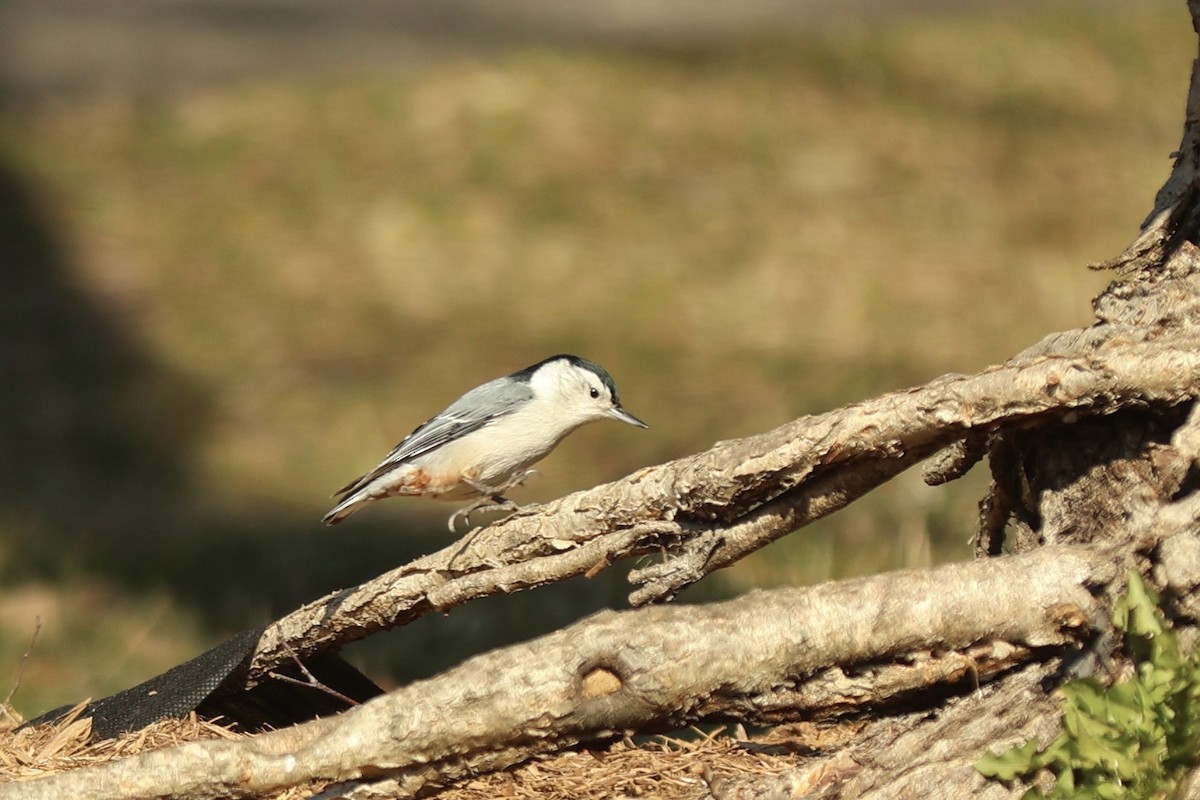 White-breasted Nuthatch - ML618458057