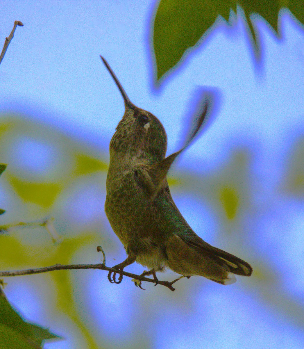 Anna's Hummingbird - ML618458068