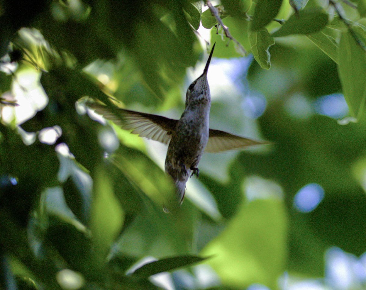 Anna's Hummingbird - ML618458097