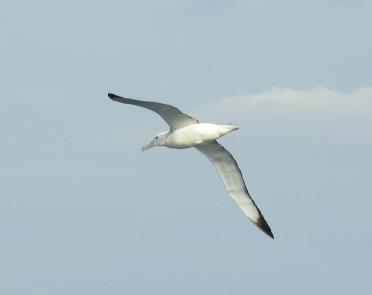 albatros stěhovavý - ML618458110