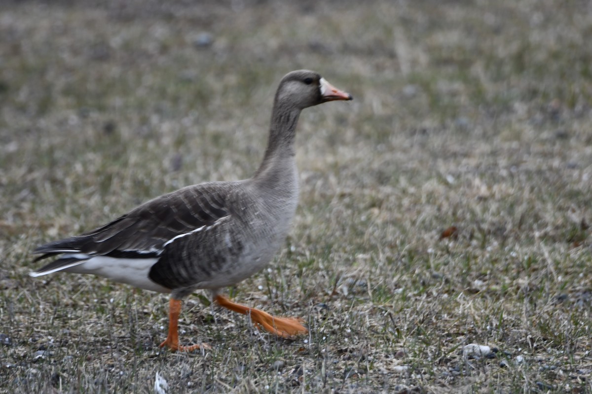 Greater White-fronted Goose - ML618458129
