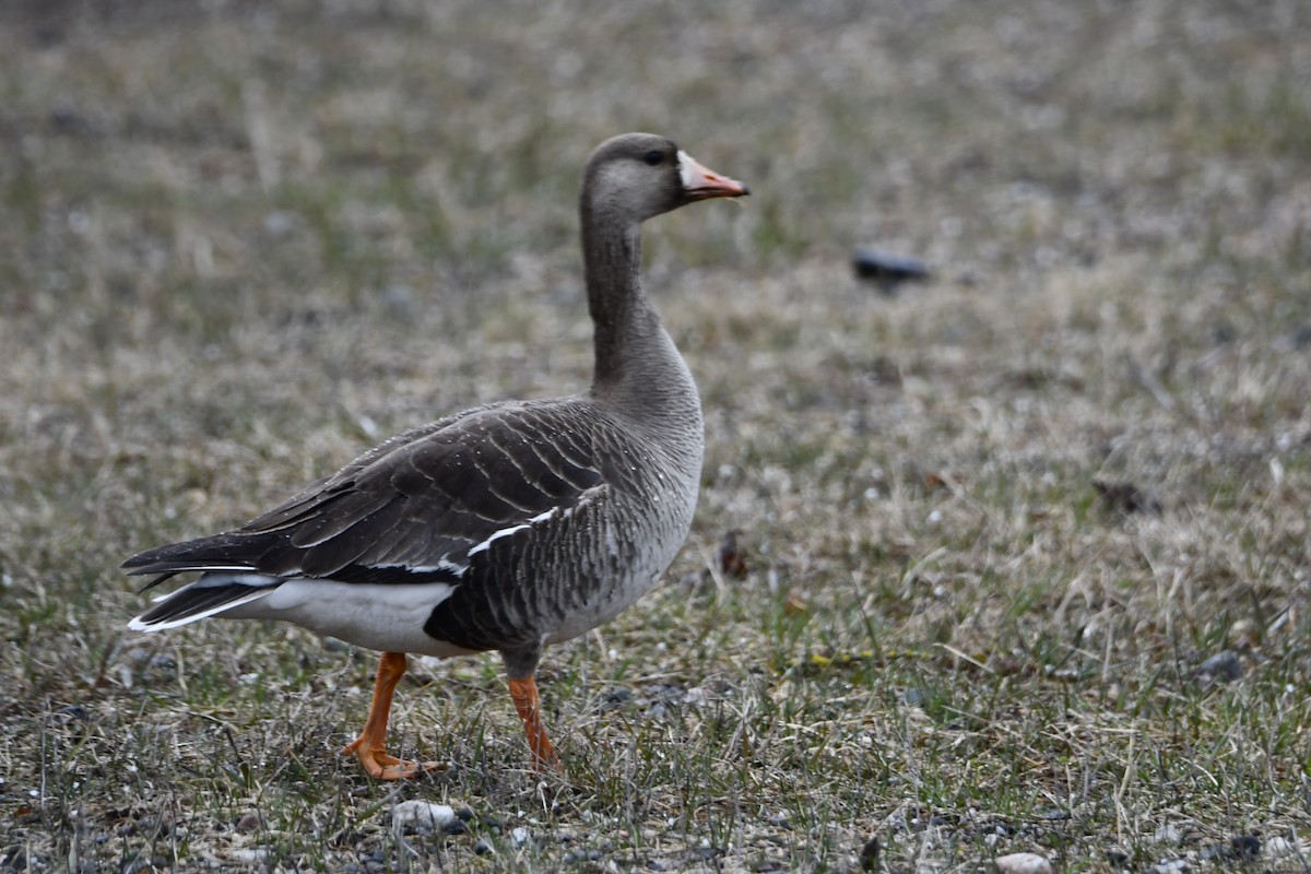 Greater White-fronted Goose - ML618458135