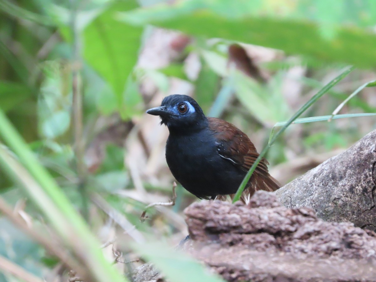 Chestnut-backed Antbird - Michelle Browning