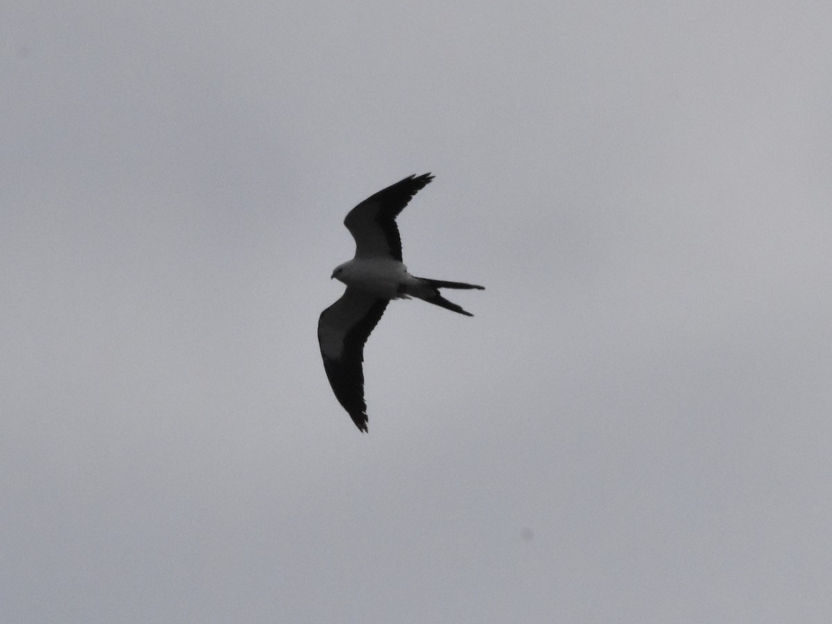 Swallow-tailed Kite - ML618458183