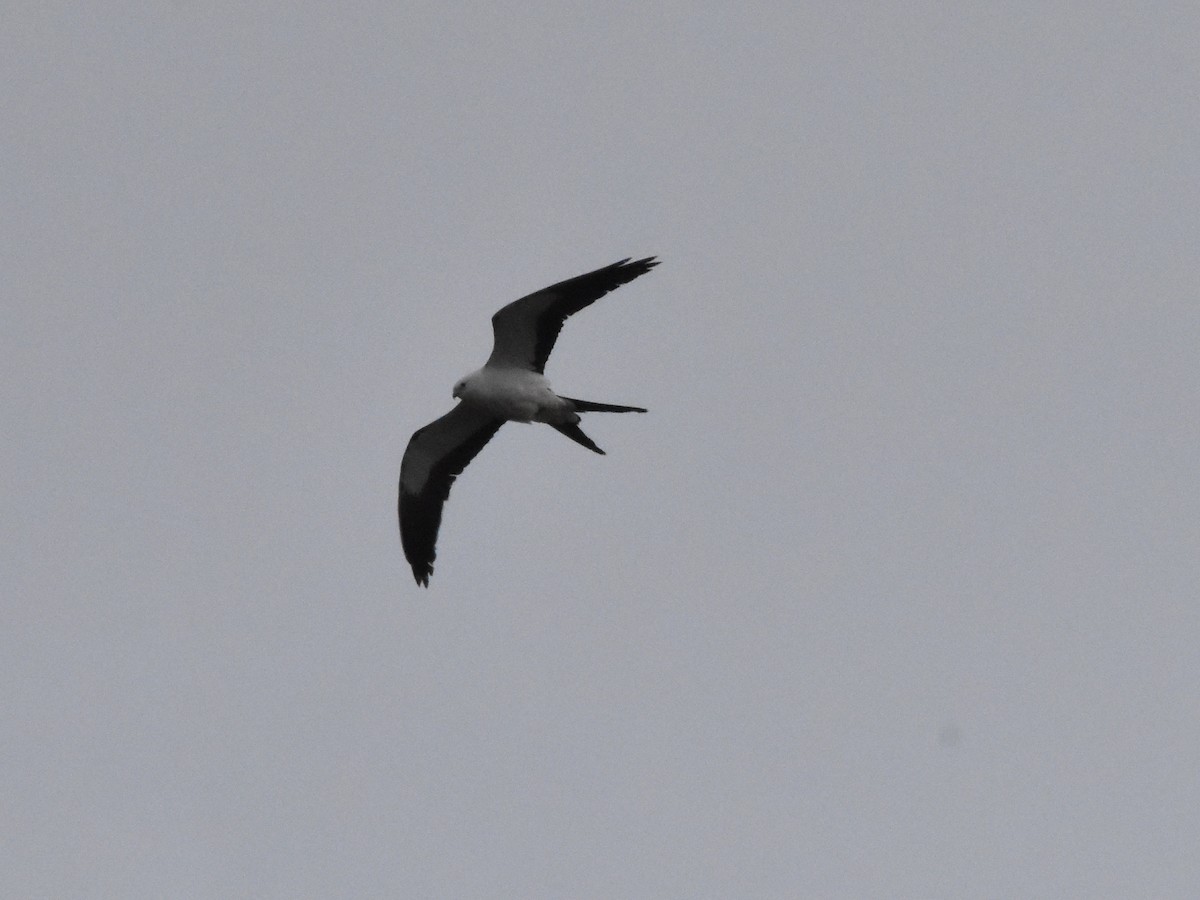 Swallow-tailed Kite - ML618458186